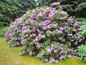 Lila Rhododendron 